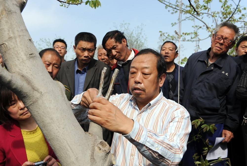 李保国生前向村民传授果树嫁接技术。 李保国生前向村民传授果树嫁接技术。